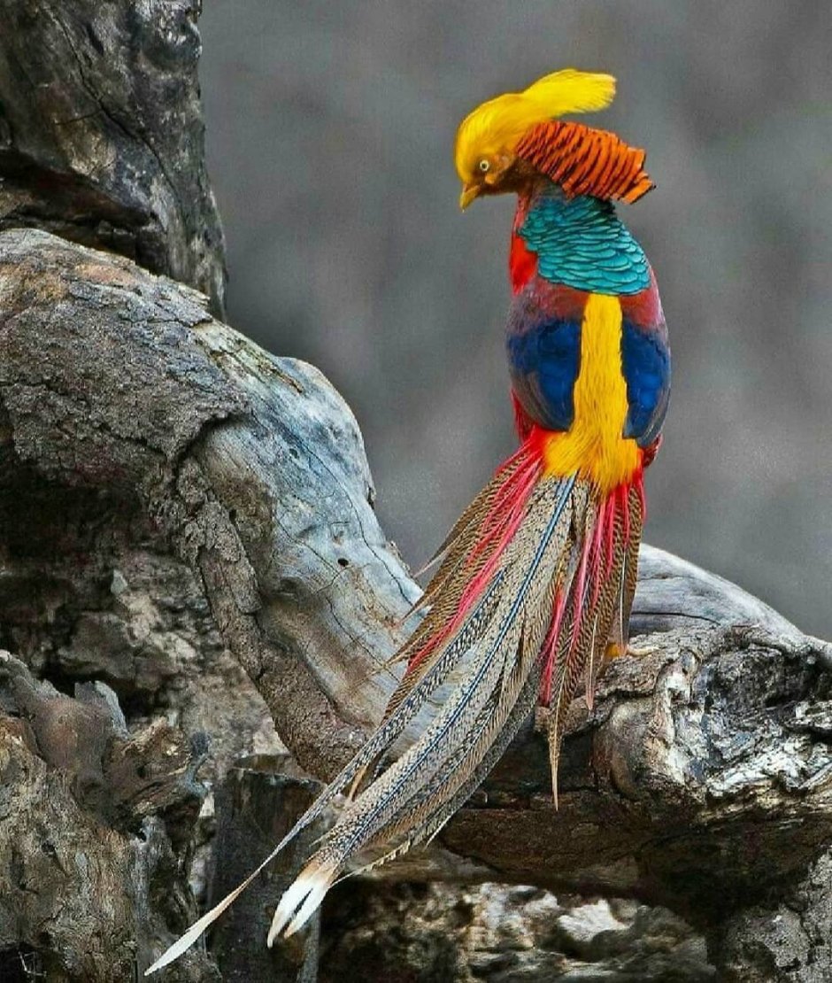 Венценосный голубь Виктория