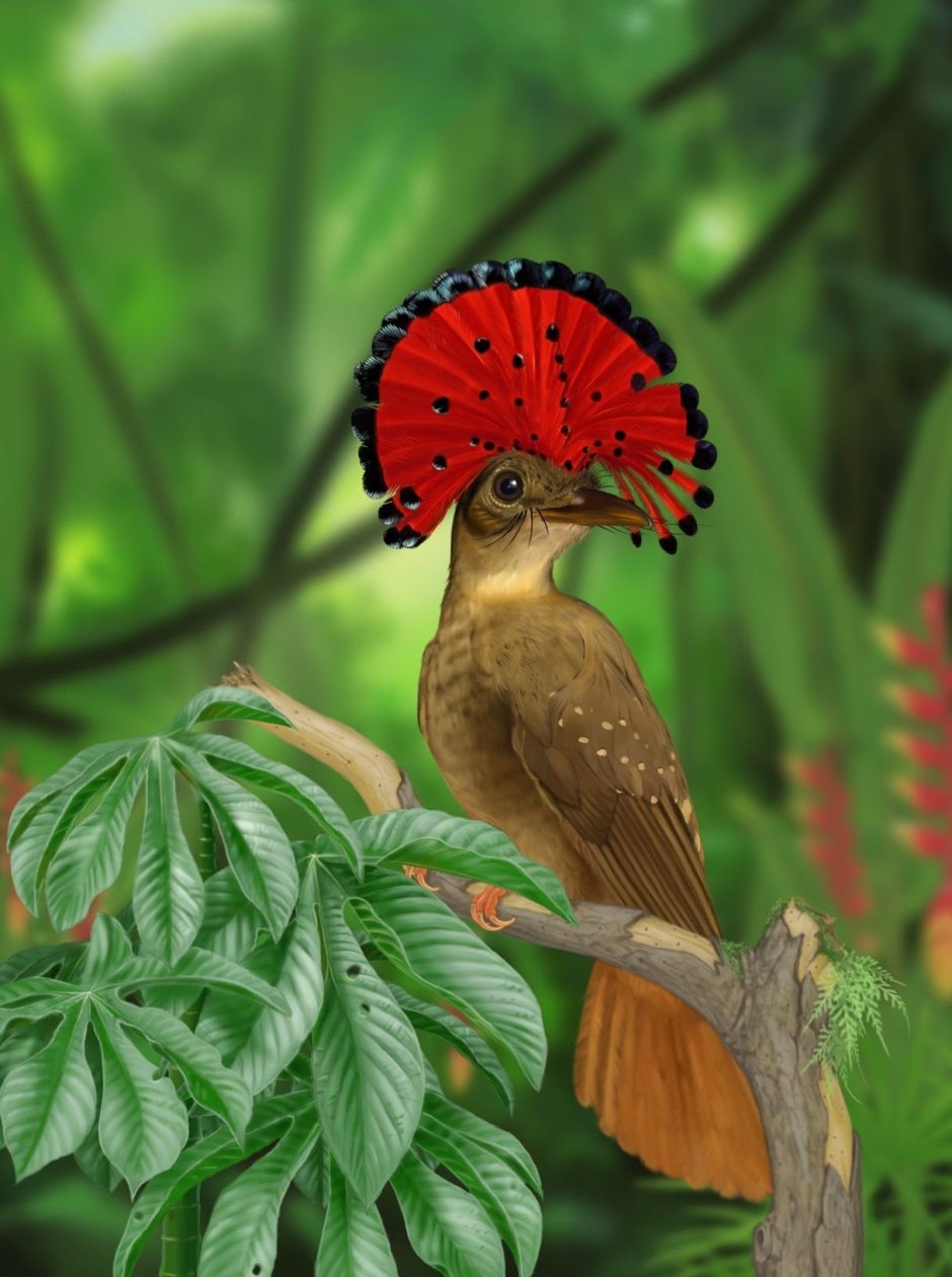 Розелла в дикой природе