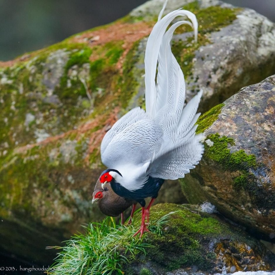 Утка мандармандаринка