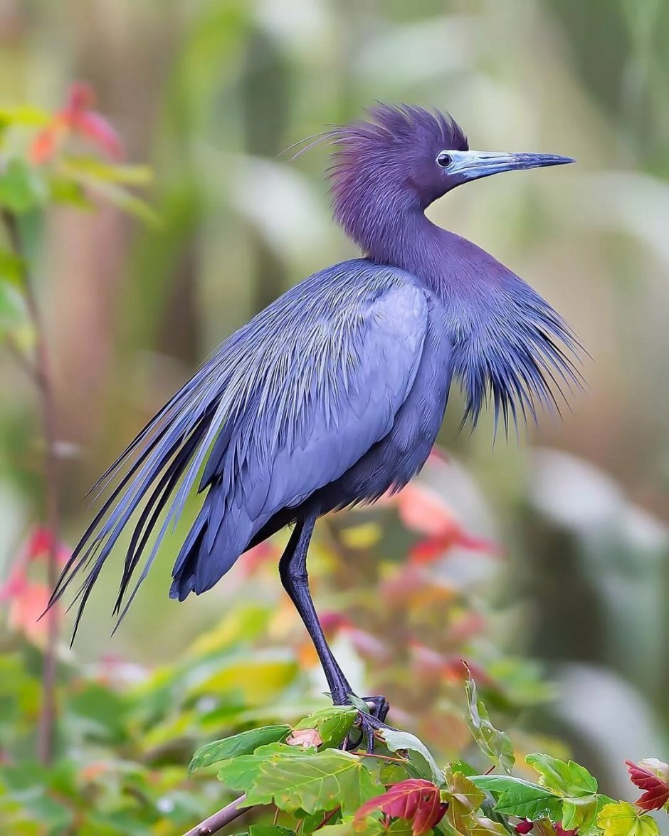 Малайский калао