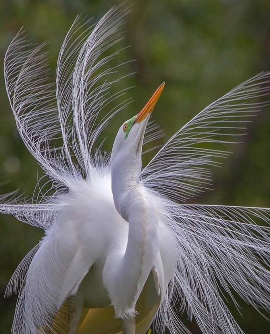 Хохлатая цапля