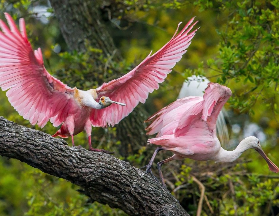 Амазонская Королевская мухоловка