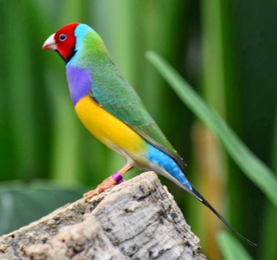 Африканский фазан