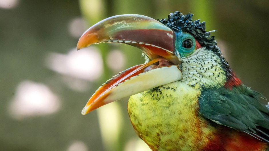 Сиреневогрудая сизоворонка