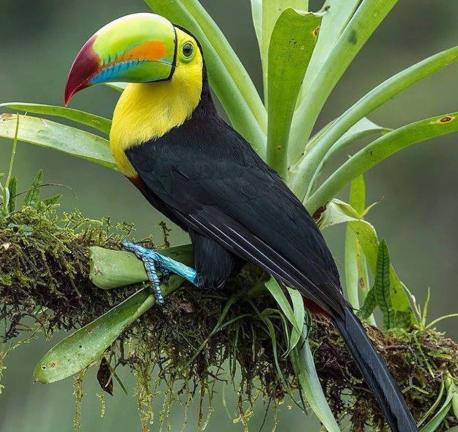 Птица турако бананоед