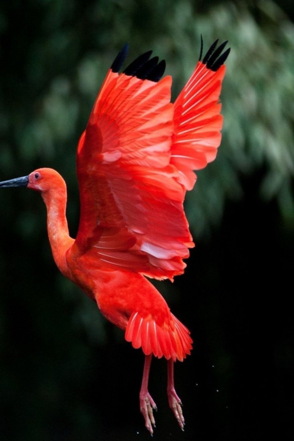 Яркие тропические птицы