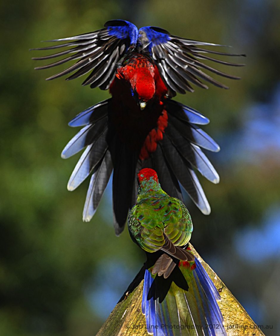 Птица Гульдова амадина