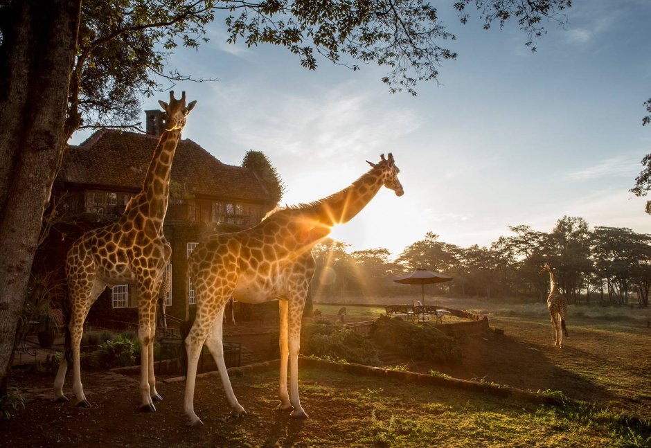 Giraffe Manor Найроби, Кения