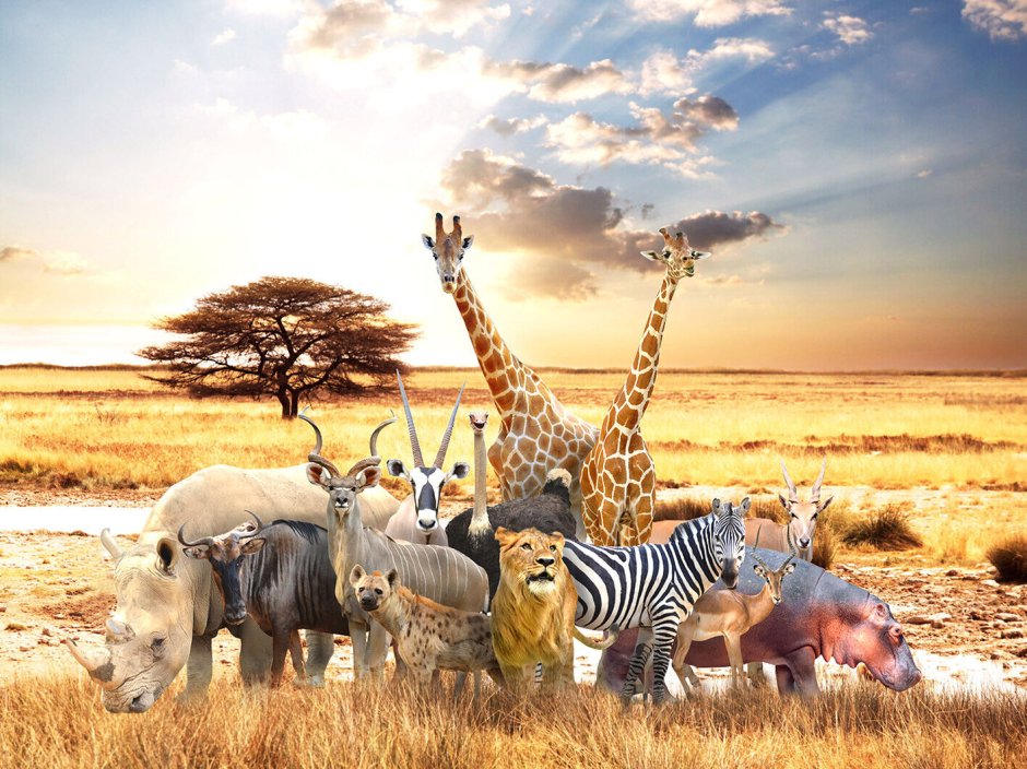 Animalia Survival
