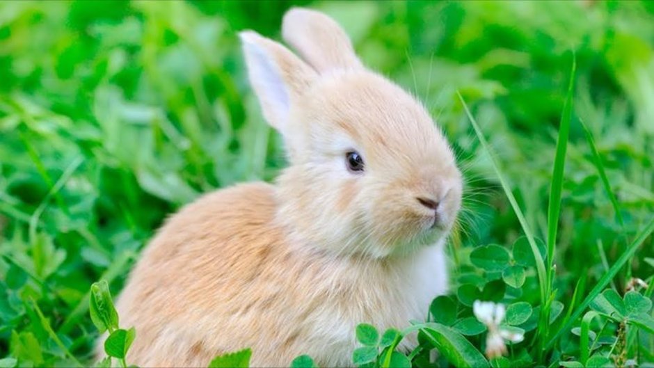Three cute Bunny