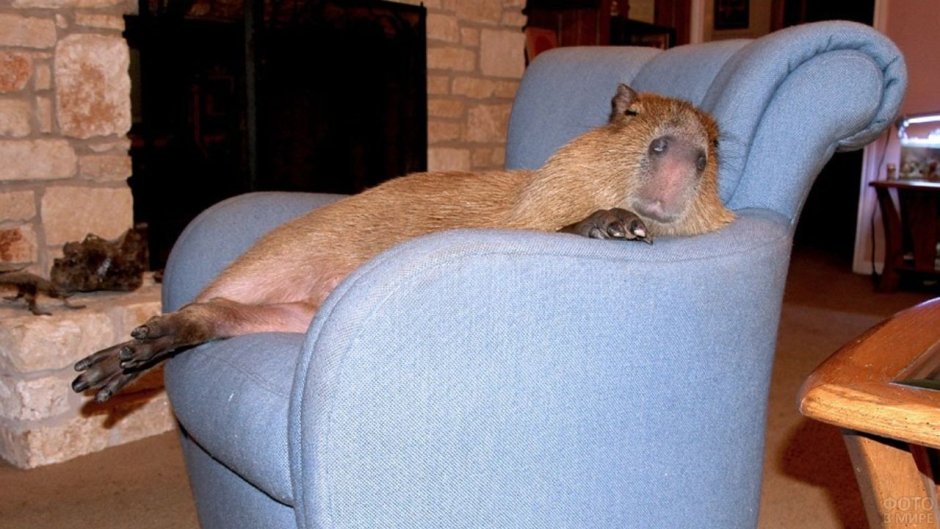 Капибара и кот