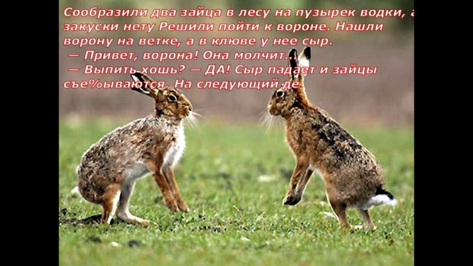 Зайка побегайка