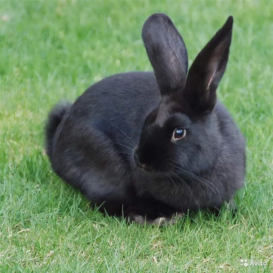 Черный кролик / Bunny Black