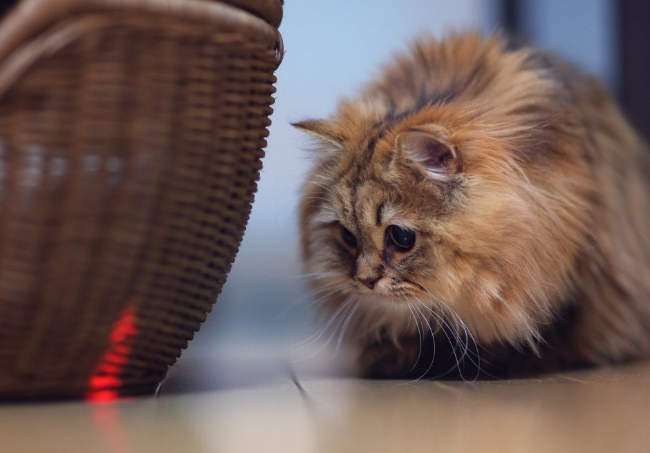 Красивые картинки кошек на рабочий стол