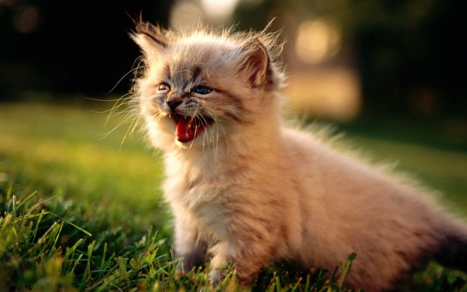 Котята фото