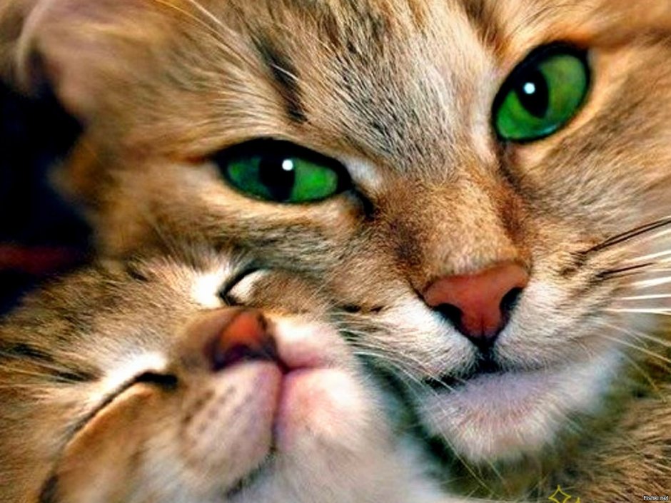Красивые котики