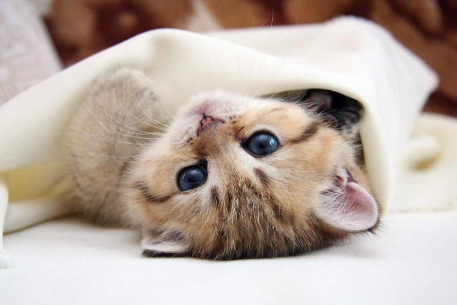 Милый котик
