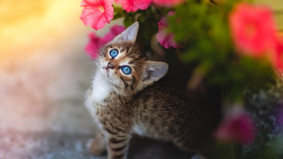 Котёнок с цветком
