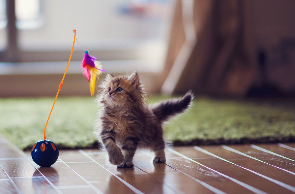 Игривый котенок
