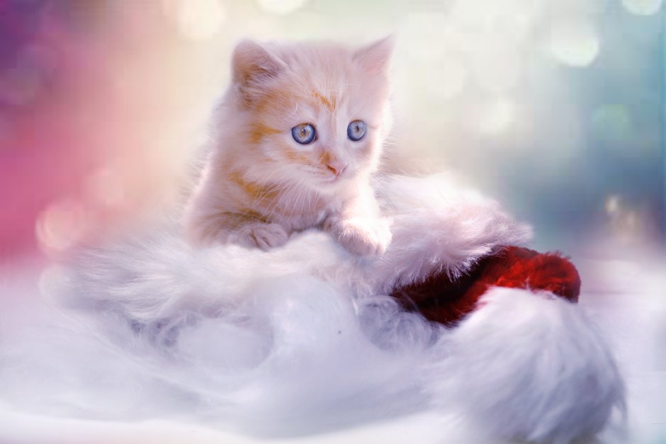 Самые добрые кошки