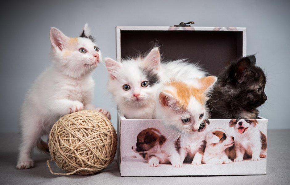 Кошка с котятами