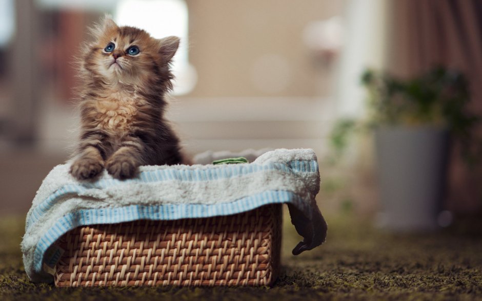 Милый котенок