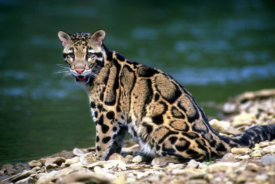 Дымчатый леопард (Neofelis nebulosa),