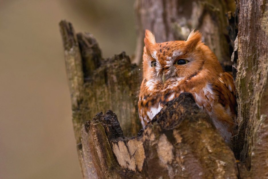 Eastern Screech Owl