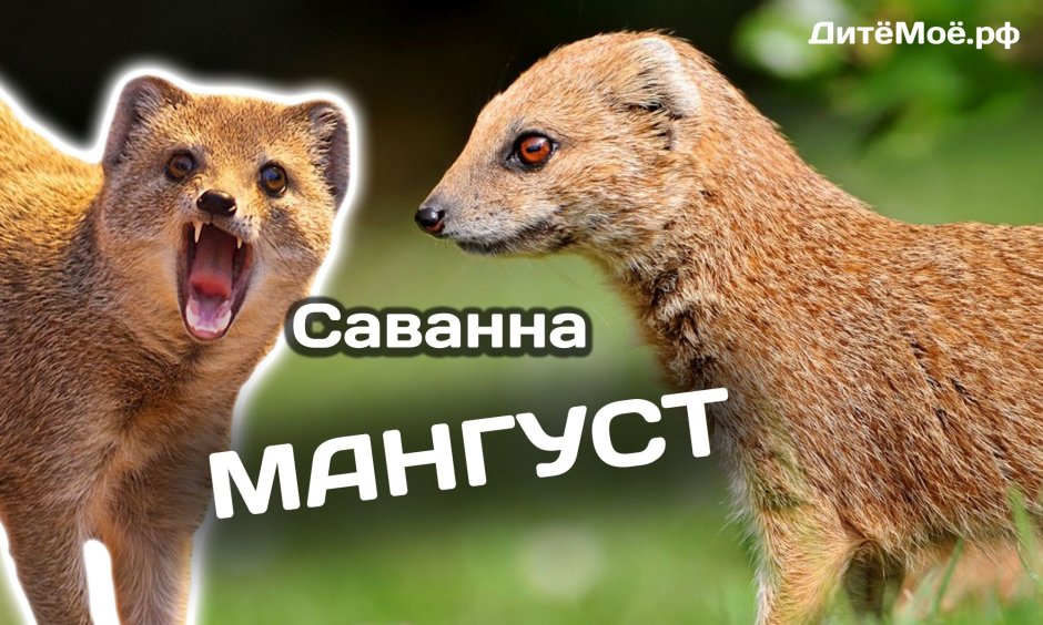 Мангусты сурикаты