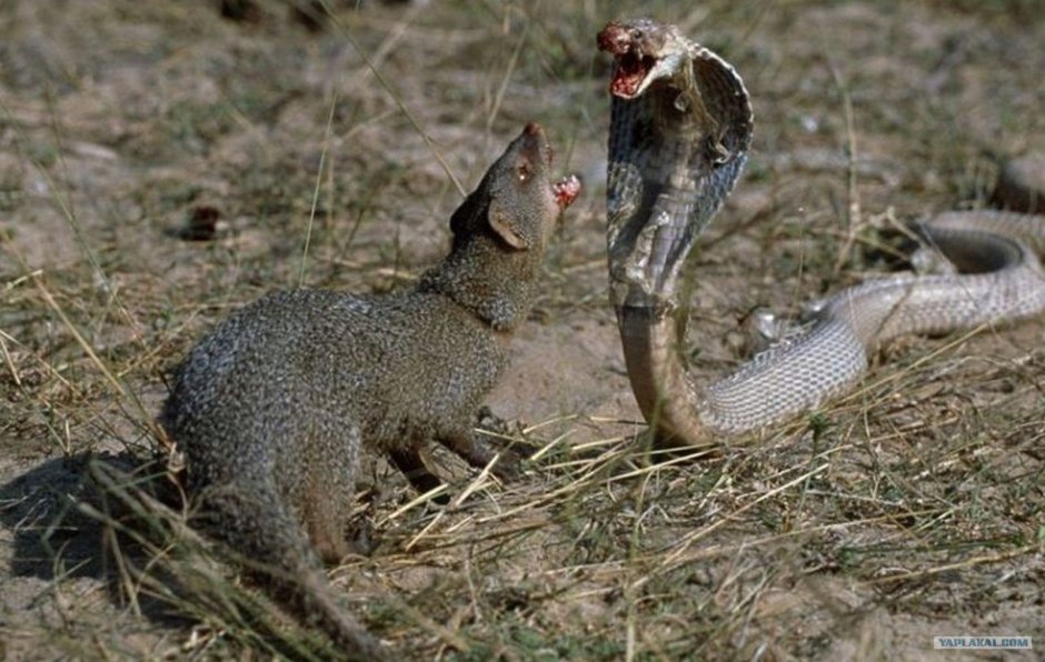 Slender Mongoose