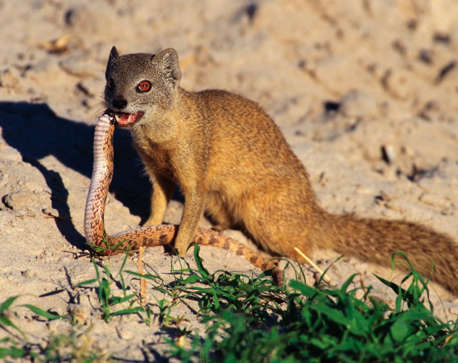 Herpestes smithii