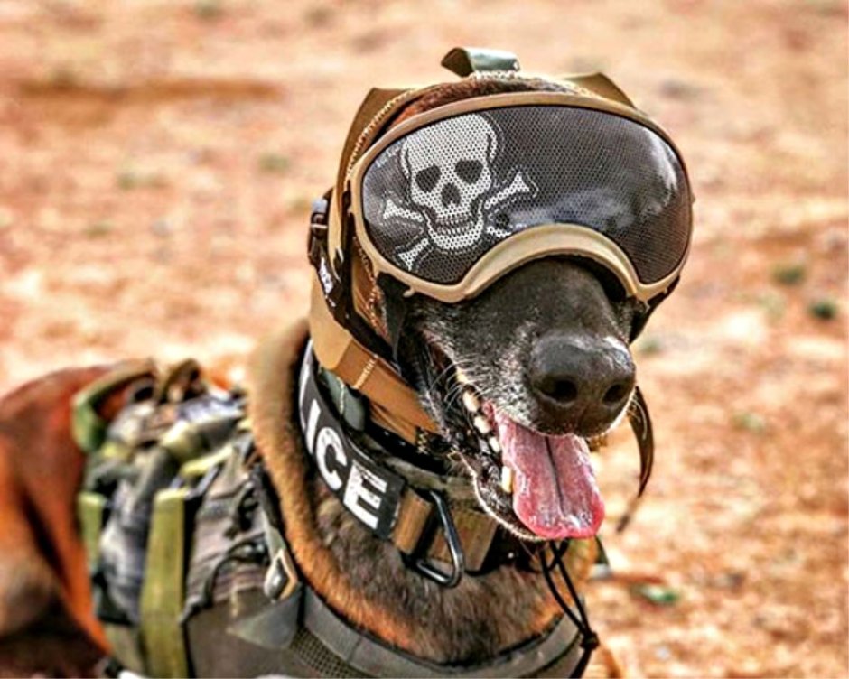 Военная собака