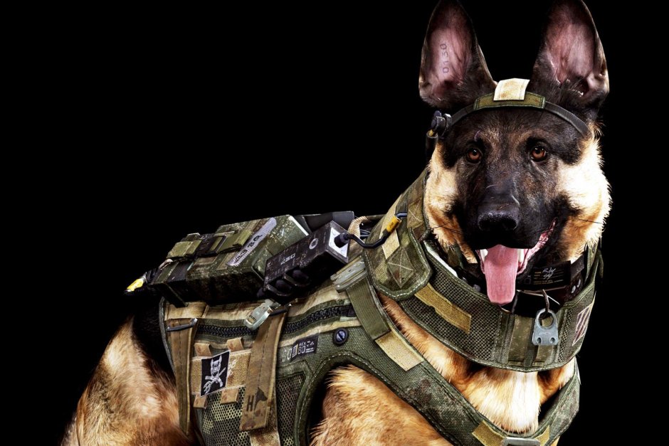 Call of Duty Ghosts собака Райли