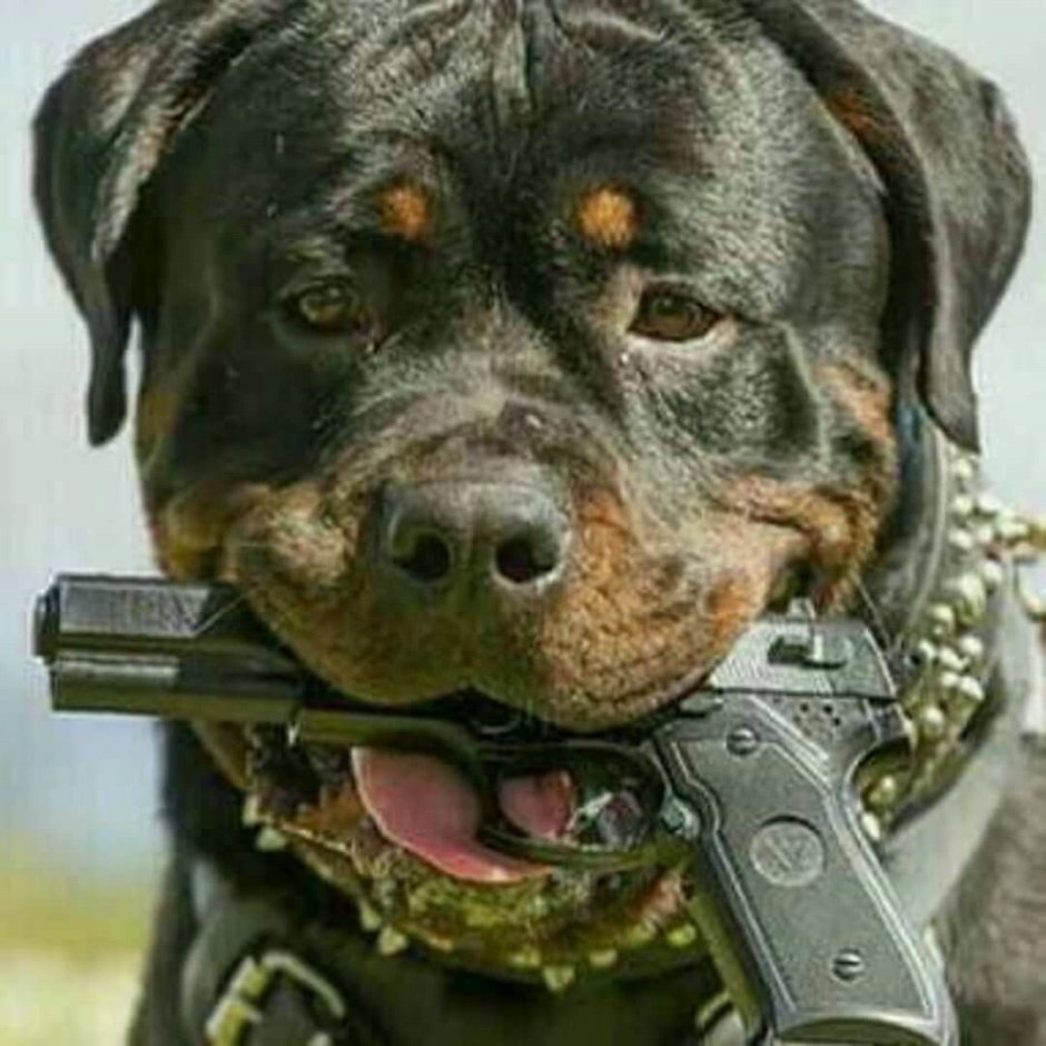 Ротвейлер военный