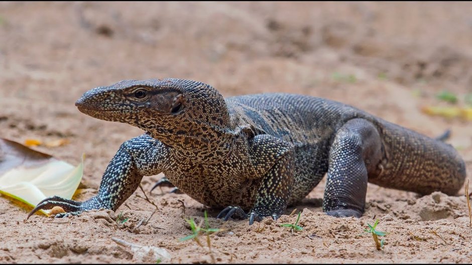 Furcifer oustaleti