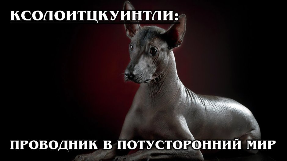 Лысая собака проводник в загробный