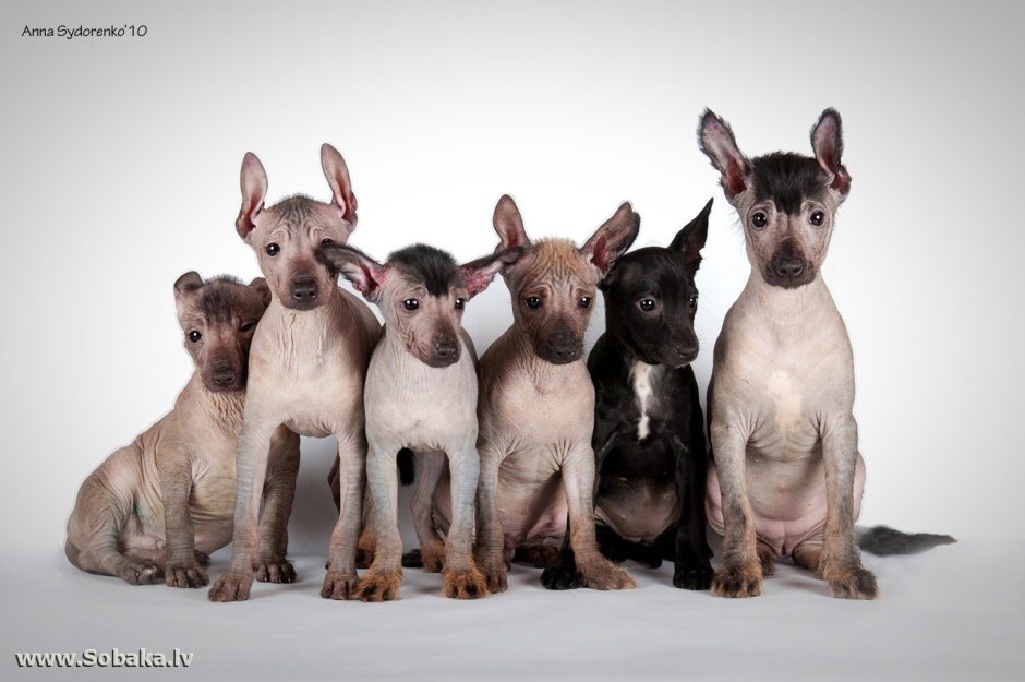 Chinese Crested hairless hairy