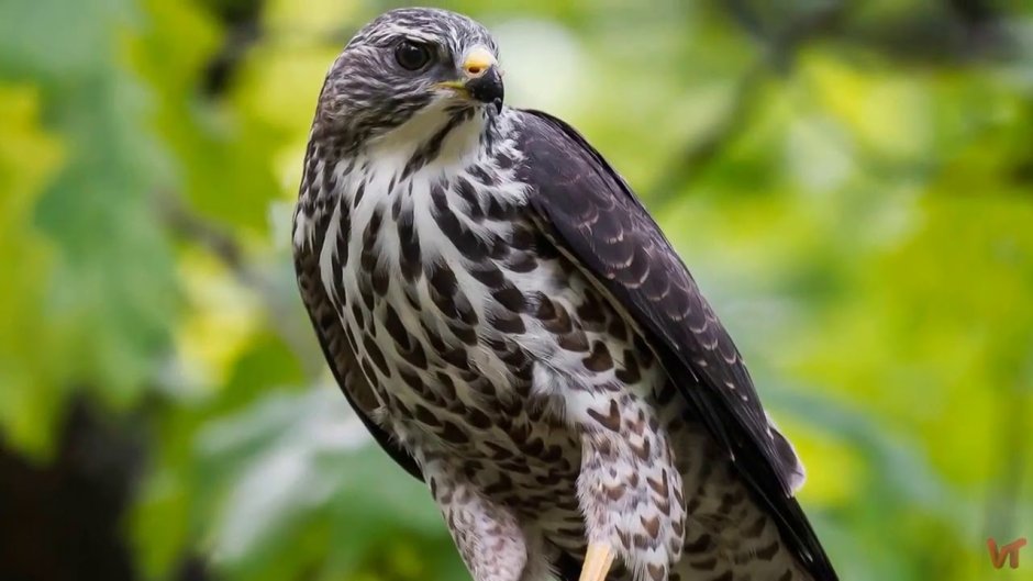 Европейский тювик Accipiter brevipes (Severtzov, 1850)