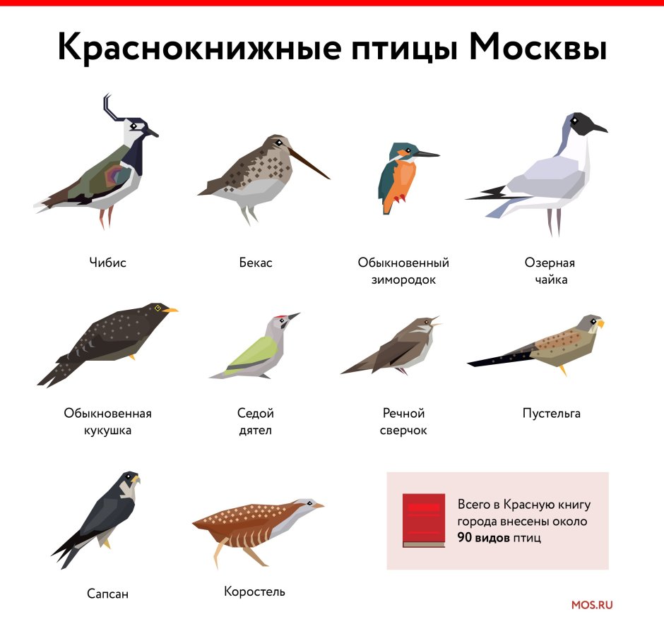 Птицы Москвы