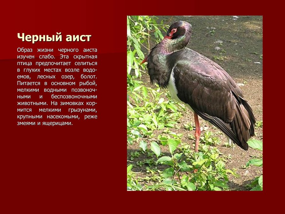 Животные Оренбургской области занесенные в красную книгу черный Аист