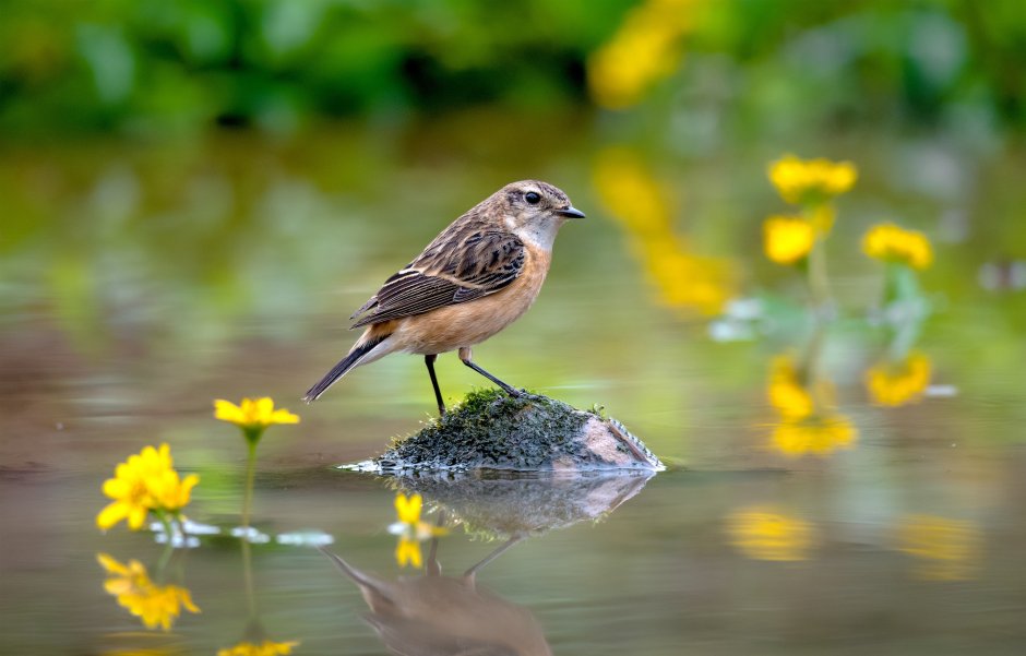 Маленькая птичка у воды