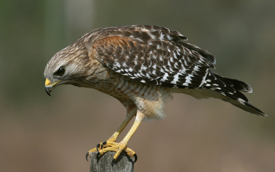 Кречет Falco rusticolus