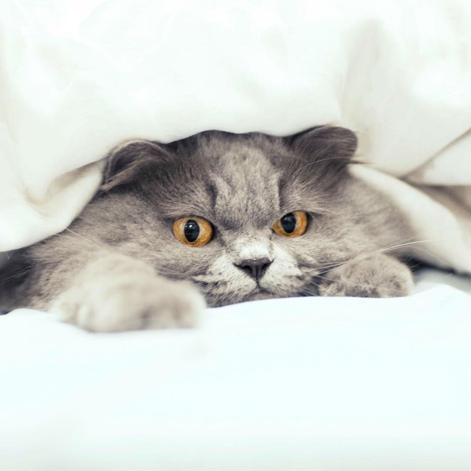 Кошки маленькие милые пушистые Шотландские вислоухие