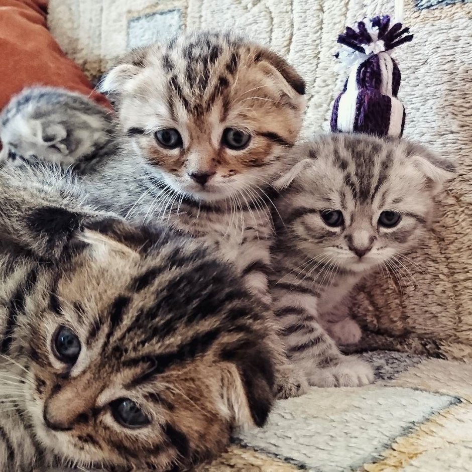 Шотландская кошка Инстаграм