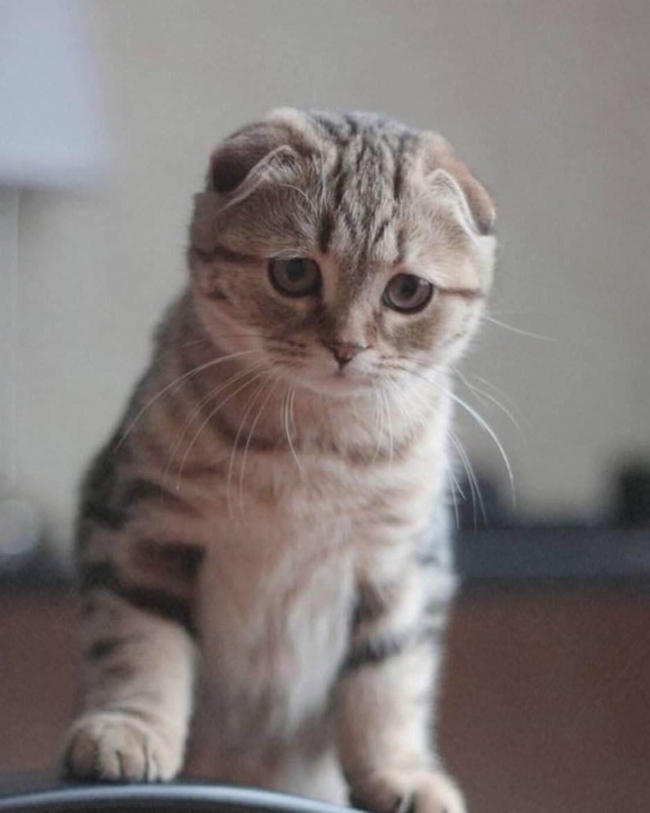 Шотландская кошка милая
