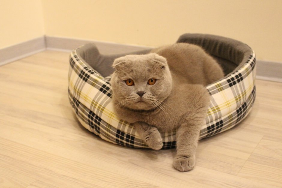 Кошки шотландцы