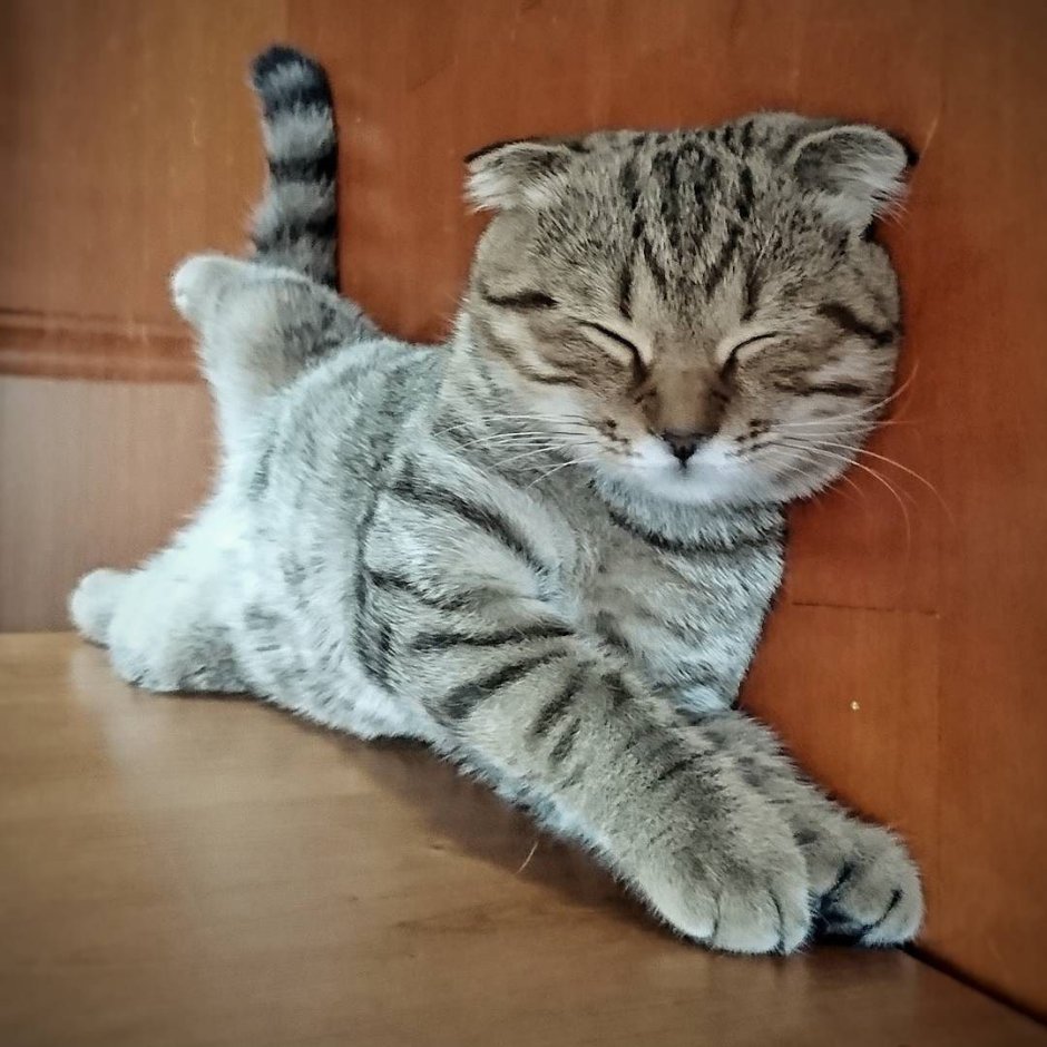 Вислоухие котенок Королев