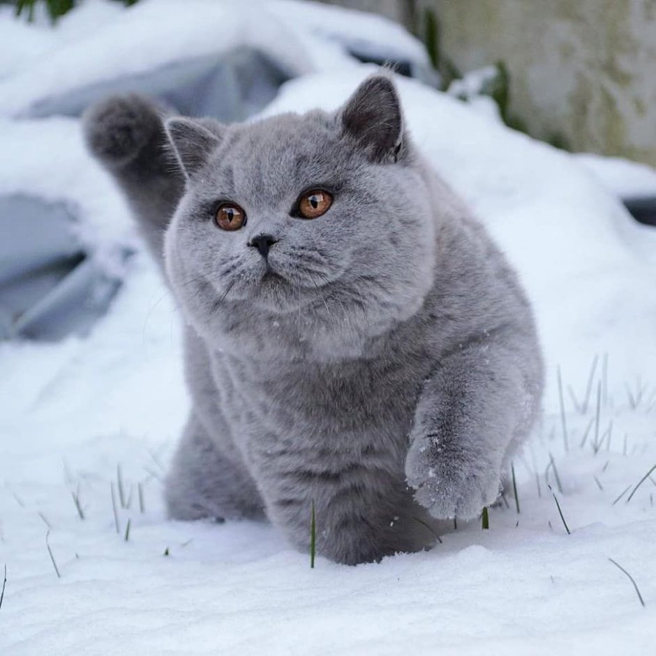 Два британских кота