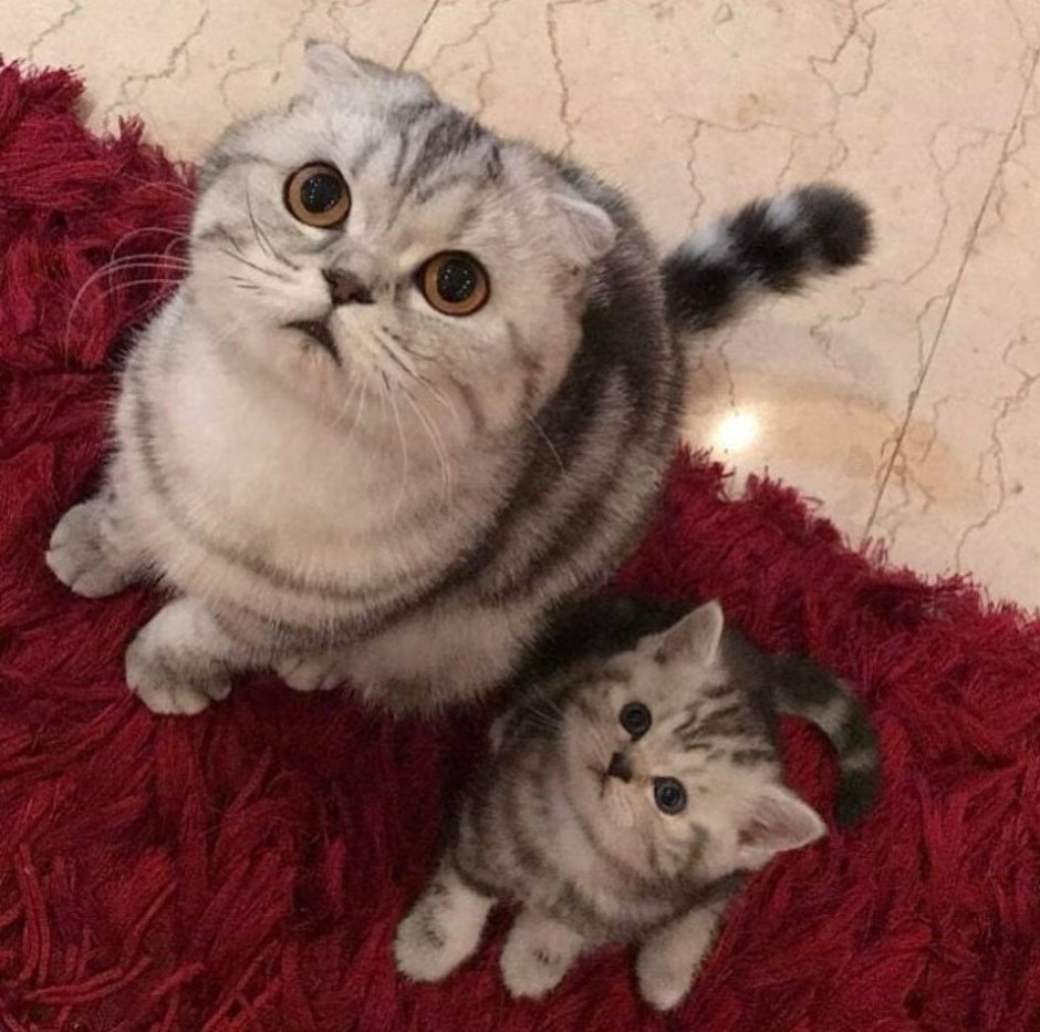 Шотландская кошка девочка