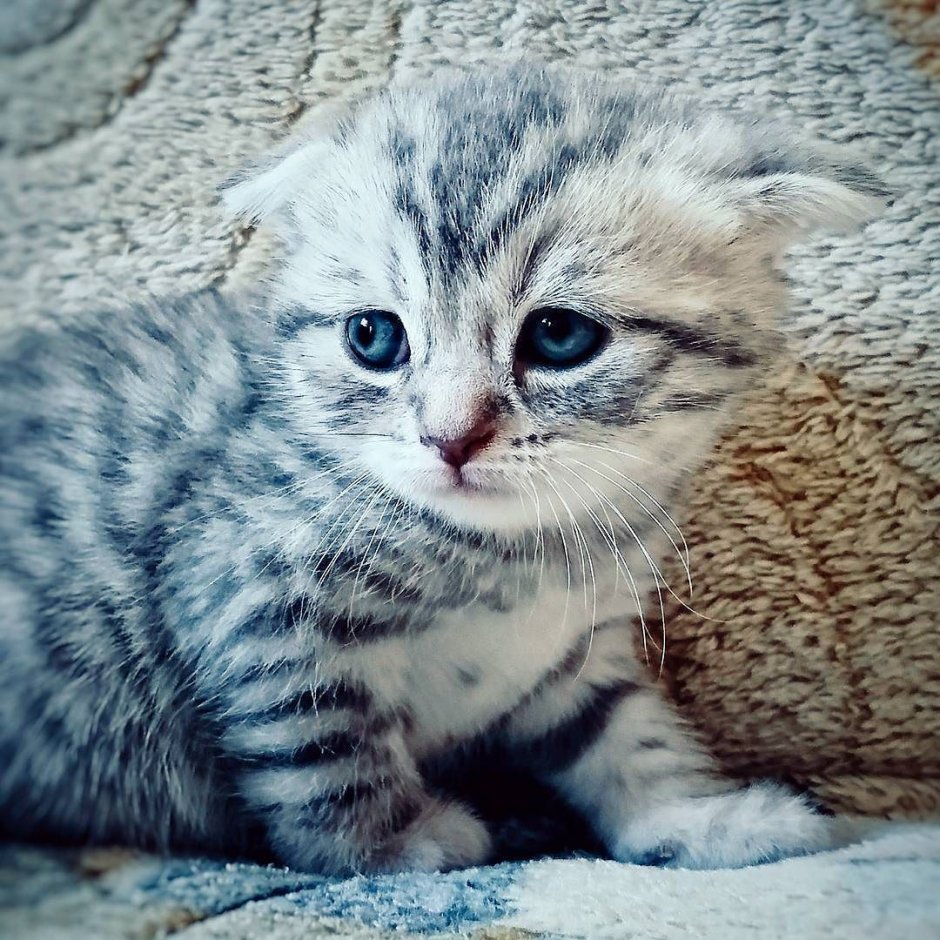 Шотландский вислоухий кот серый